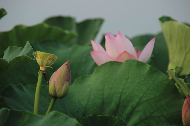 ������С IMG_3991.JPG