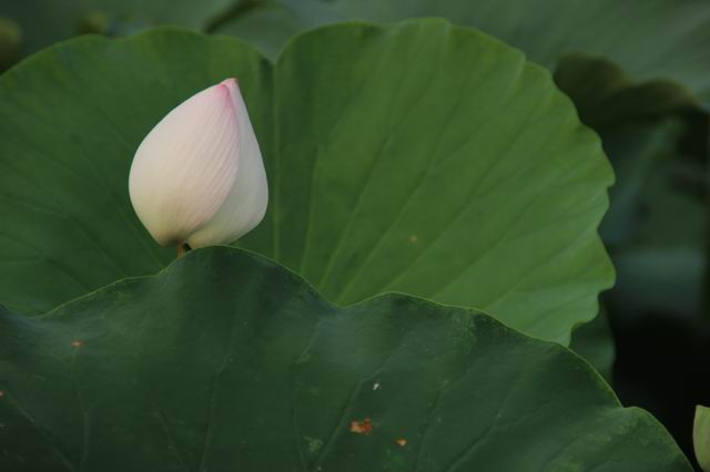 ������С IMG_3989.JPG