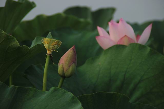 ������С IMG_3992.JPG