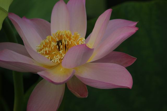 ������С IMG_3999.JPG