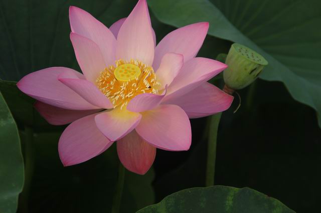 ������С IMG_4005.JPG