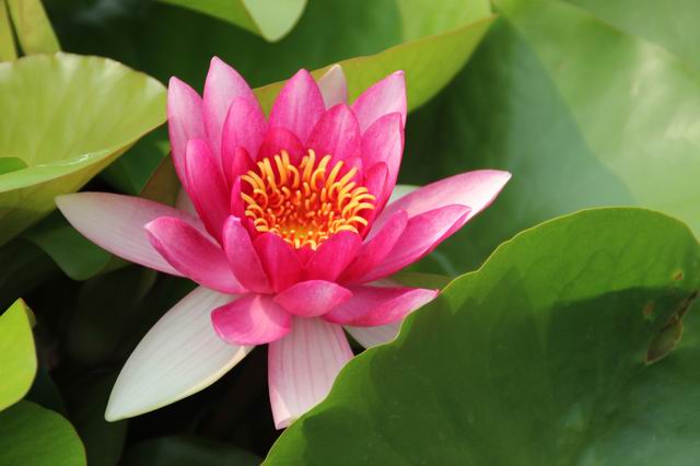 ������С IMG_4161.JPG