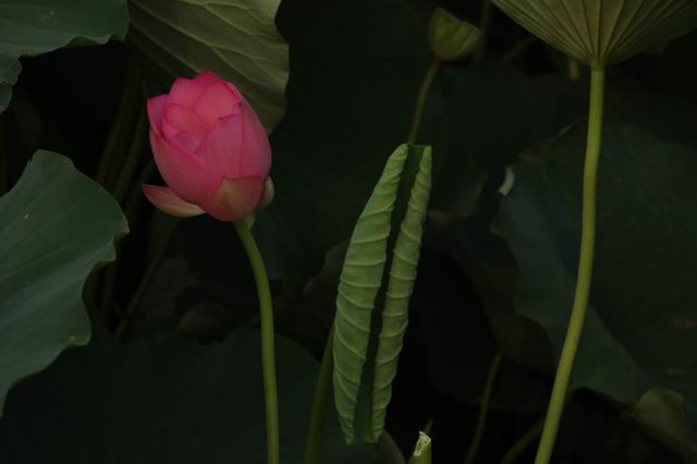 ������С IMG_4006.JPG