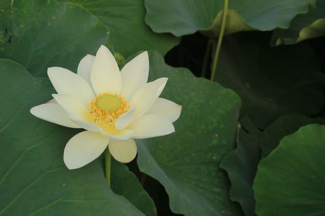 ������С IMG_4010.JPG