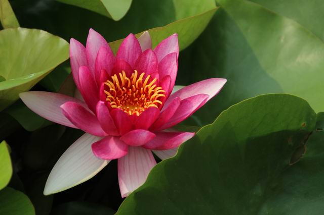 ������С IMG_4162.JPG