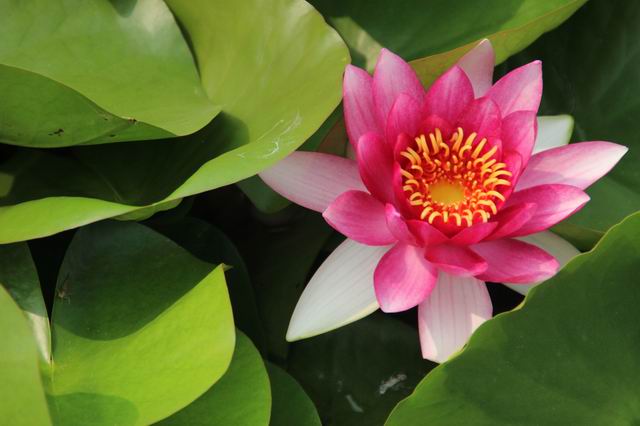 ������С IMG_4165.JPG