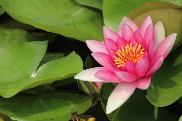 ������С IMG_4169.JPG