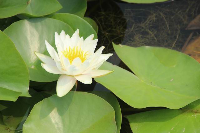 ������С IMG_4166.JPG