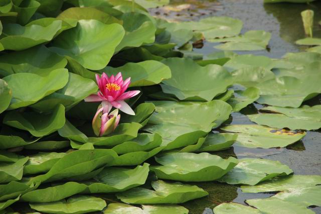 ������С IMG_4171.JPG