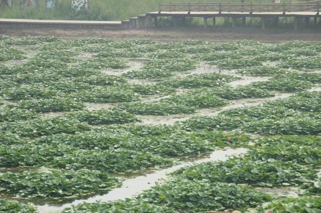 ������С IMG_4174.JPG