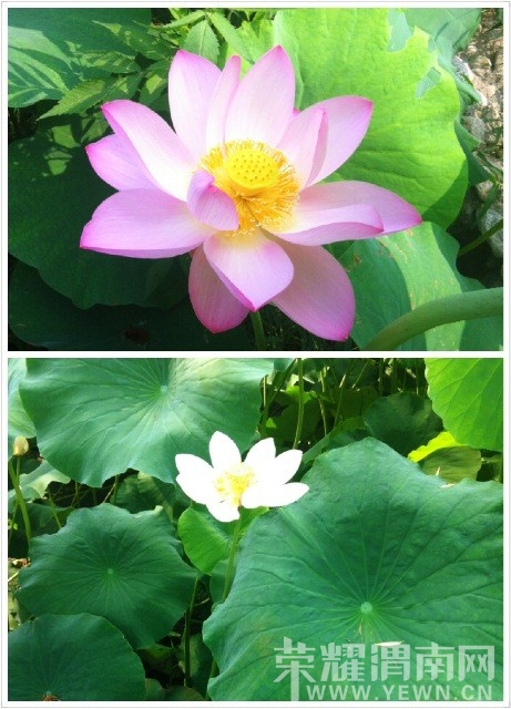 ���������Ⱦ