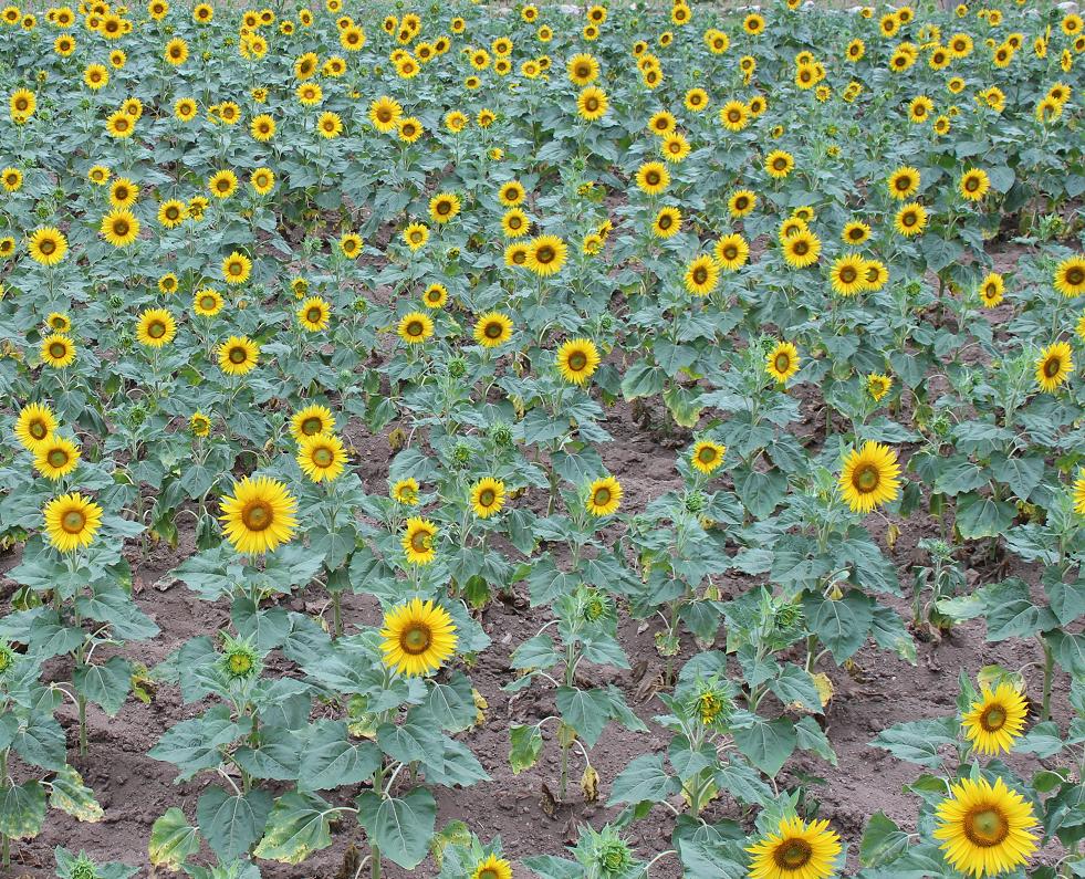 ��Ƭ 015_����.jpg