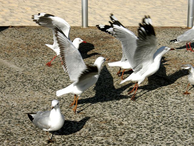 �Ĵ�������� 