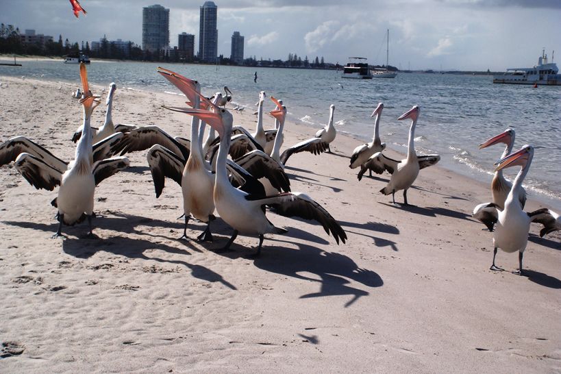 �Ĵ�������� 