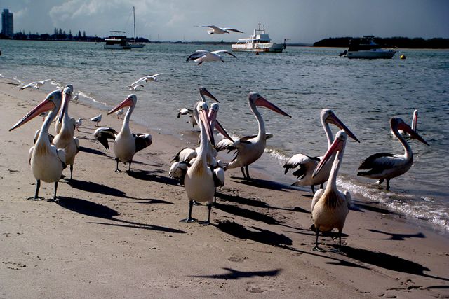 �Ĵ�������� 