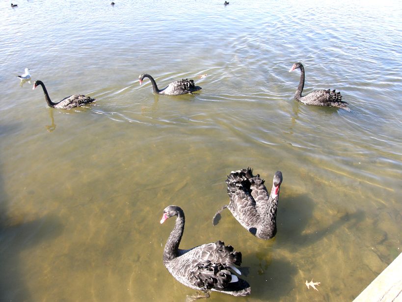 �Ĵ�������� 