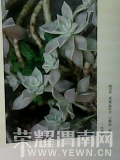 ��Ƭ��Ů���в�ҩ�� 002.jpg