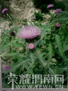 ��Ƭ��Ů���в�ҩ�� 004.jpg