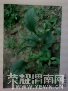 ��Ƭ��Ů���в�ҩ�� 005.jpg