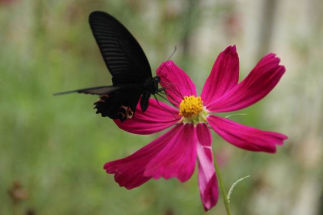 ������С IMG_5691.JPG