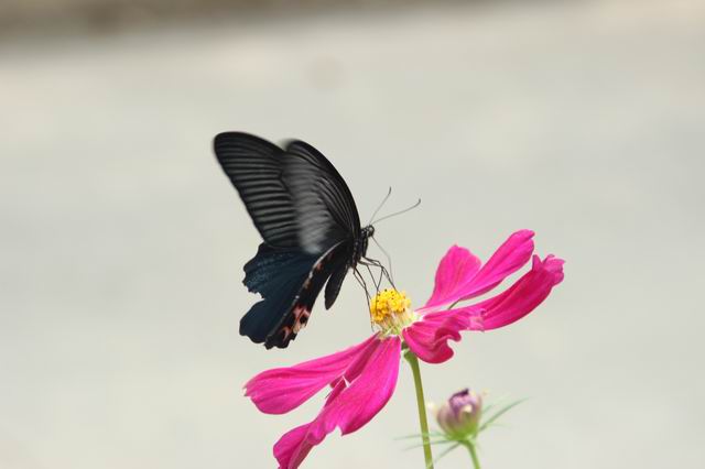 ������С IMG_5705.JPG