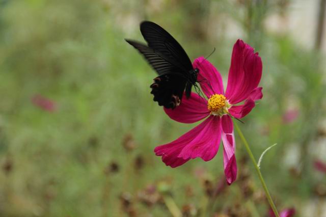 ������С IMG_5690.JPG