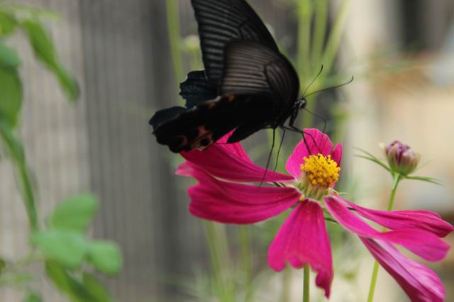 ������С IMG_5696.JPG