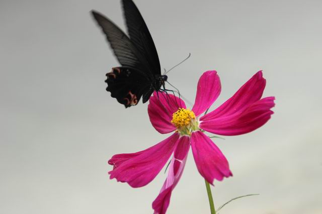 ������С IMG_5694.JPG