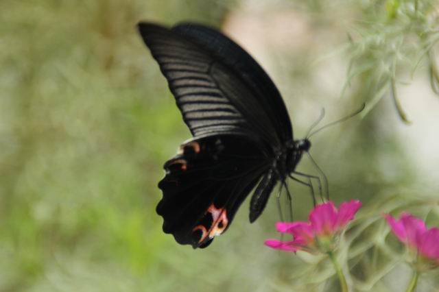 ������С IMG_5697.JPG