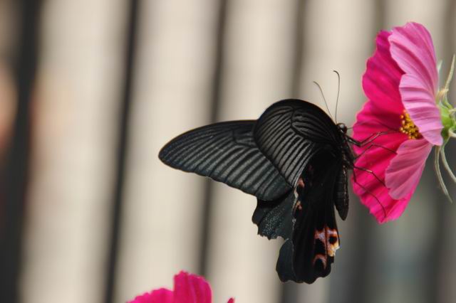 ������С IMG_5698.JPG