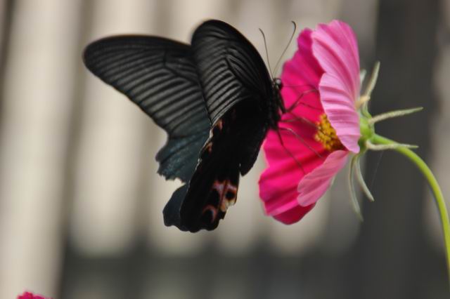 ������С IMG_5699.JPG