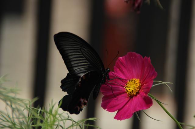 ������С IMG_5700.JPG