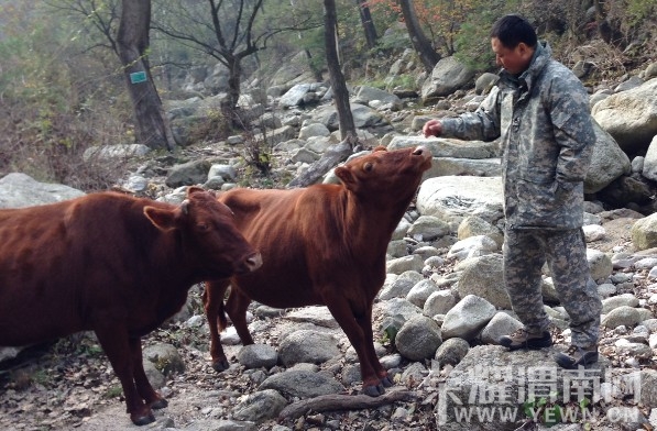 ��ţ��Ҳ�ҵ�Ϸѽ���������������