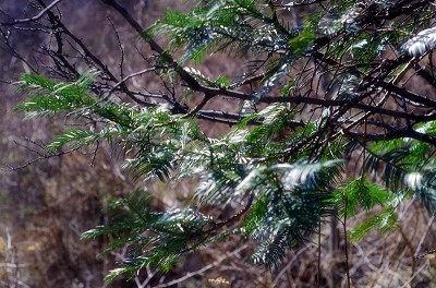 IMGP3038_��Ŀѹ��.jpg