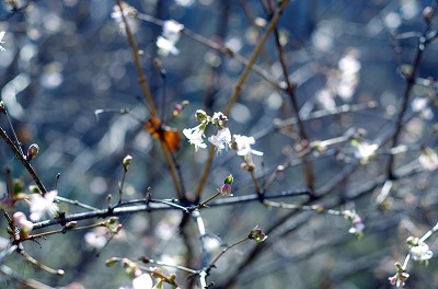 IMGP2997_��Ŀѹ��.jpg