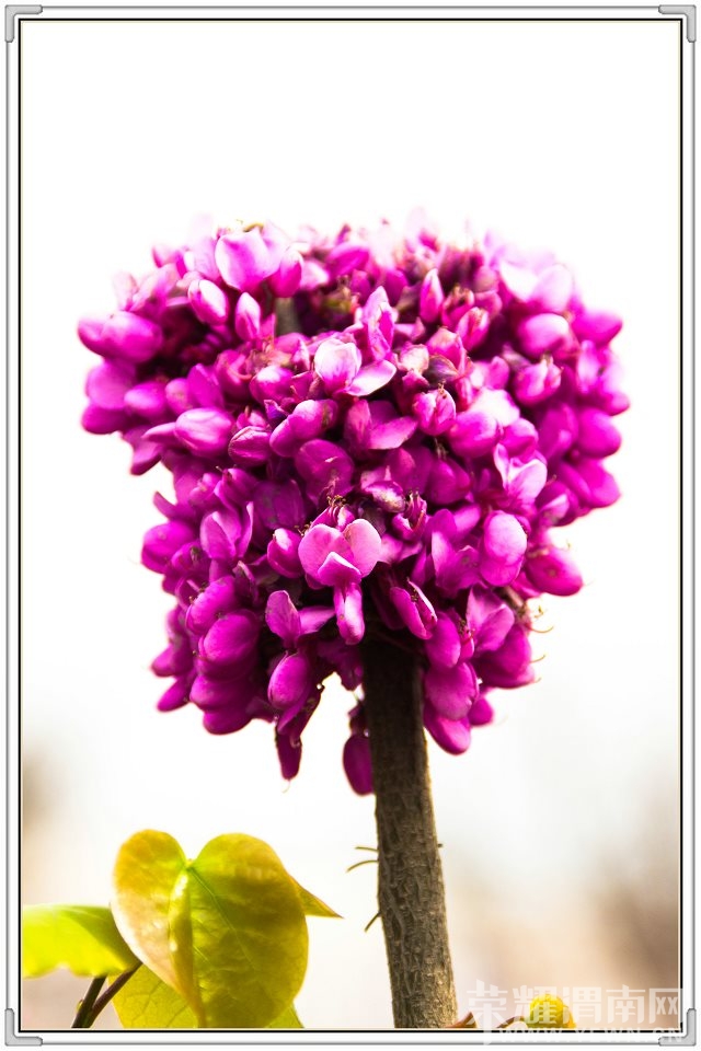 psb(9).jpg