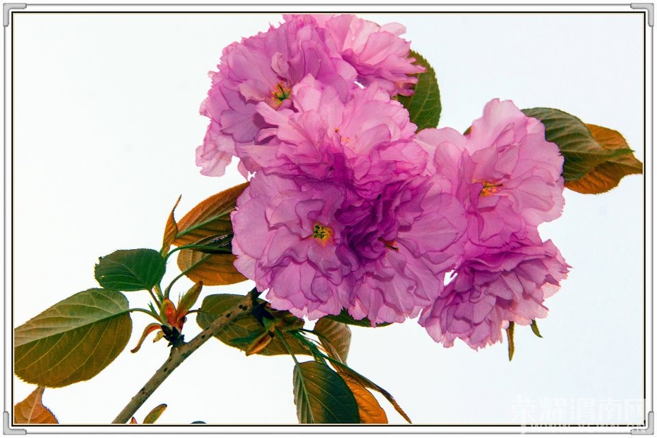 psb(8).jpg