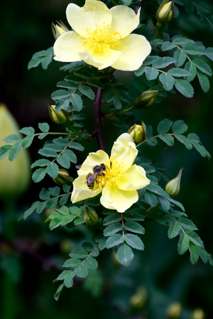 20140406 (120)_01.JPG