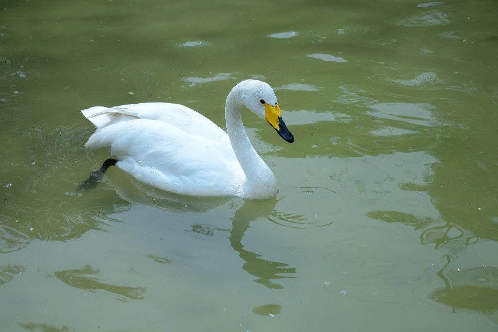 20140406 (202)_01.JPG