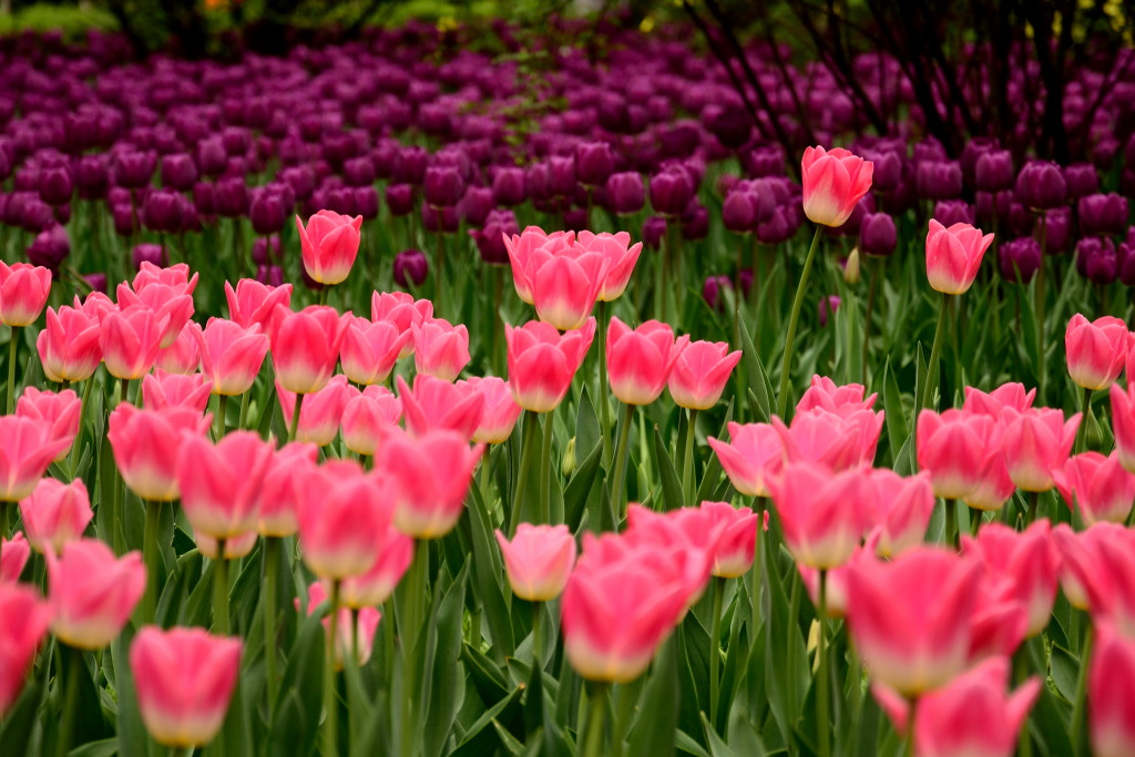 ������ (8).JPG