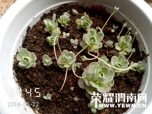 020411opcici72dmrgrzdi.jpg