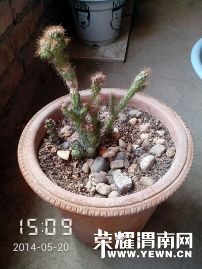 020539wgiffbvitqlto5nr.jpg