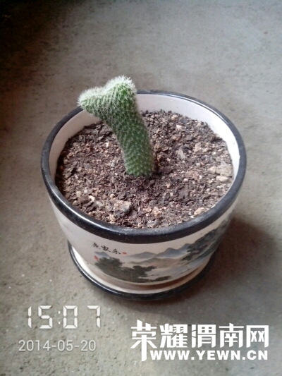 020547a1ksk1xx215g4egy.jpg