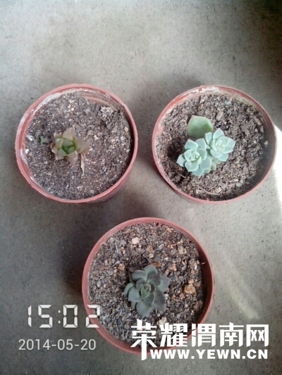 020959jpxpxsphtpscss97.jpg