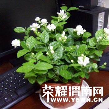 ��������: