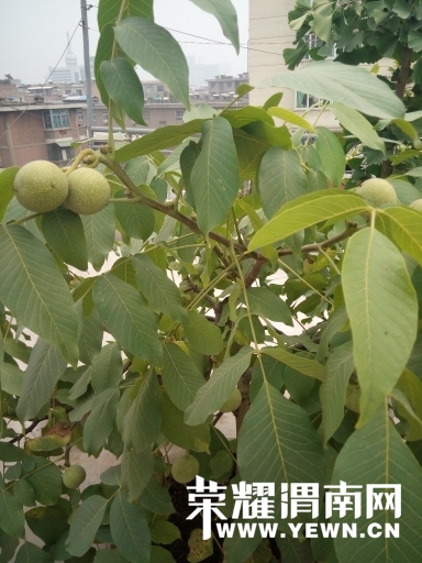 192153h657x96pppx0ppx5.jpg