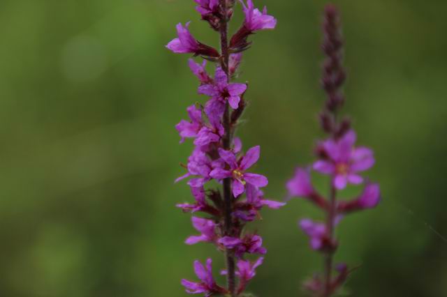 ������С IMG_8306.JPG