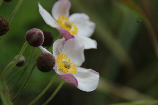 ������С IMG_8304.JPG