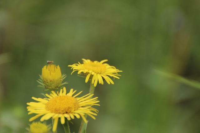 ������С IMG_8308.JPG