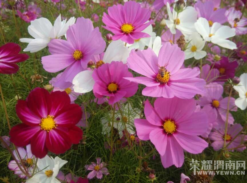 webwxgetmsgimg (2).jpg